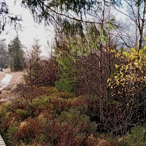 Paysage fagnard