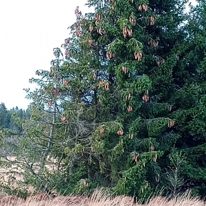 Le sapin et ses cônes
