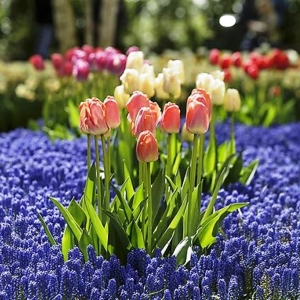 Keukenhof ( NL )