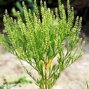 La lépidie densiflore