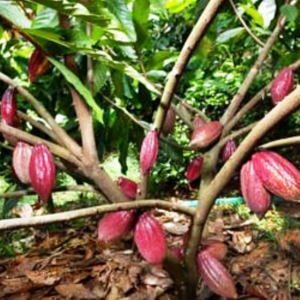 La culture du cacao en agroforesterie (  Photo Bean-to-Bar )