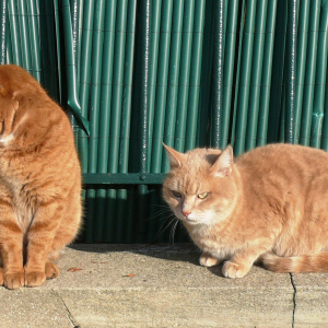 La Frette sur Seine  ( photo : F Detry )
