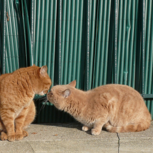 La Frette sur Seine  ( photo : F Detry )