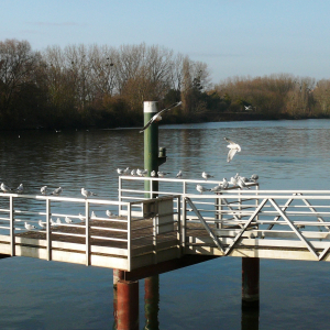 La Frette sur Seine  ( photo : F Detry )
