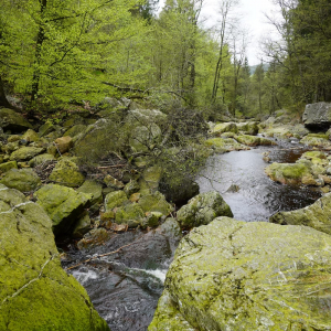 La Hoëgne ou comment protéger l’environnement en s’adaptant aux défis climatiques ( Emilien Hofman )