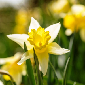 Les jonquilles sauvages ( photo  F. Detry )