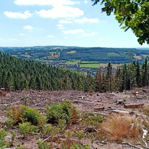 Abattage des épicéas  ( Photo F. Detry )
