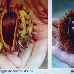 Photo 4     Feuilles, écorce, bogues, fleurs  il n’y a pas que la châtaigne 