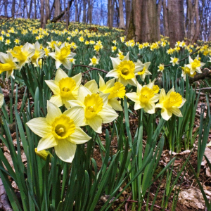 Que diriez-vous d’une randonnée spontanée pour profiter du printemps dans les Cantons de l’Est  ©ostbelgien.euDominik Ketz
