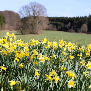 Que diriez-vous d’une randonnée spontanée pour profiter du printemps dans les Cantons de l’Est  ©ostbelgien.euDominik Ketz
