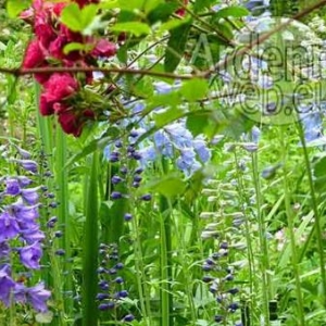 Jardins en Pays de Liège.