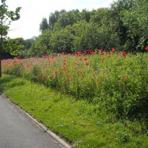 Trois-Ponts. Pesticide, santé, biodiversité.