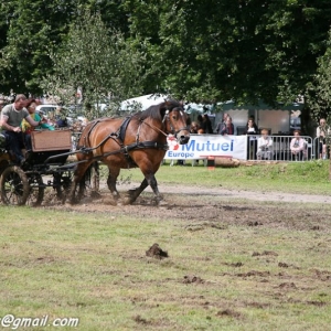 Fete du cheval, Hargnies