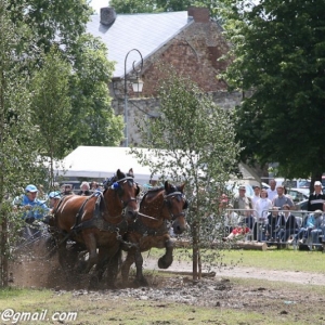 Fete du cheval, Hargnies