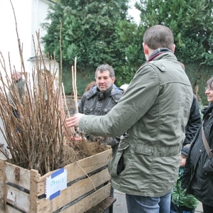 Distribution arbustes fruitiers Gedinne Ecolo