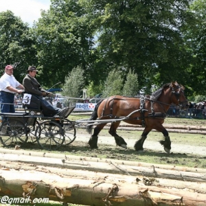 Fete du cheval, Hargnies