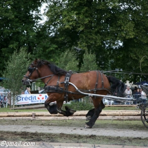 Fete du cheval, Hargnies