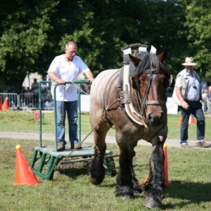 Fete du cheval de trait, Hargnies