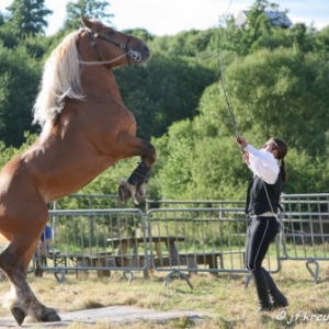 Ecuries Amourie : cheval comtois