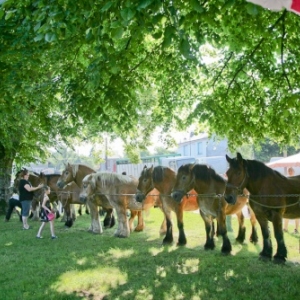 Fete du cheval de trait, Hargnies