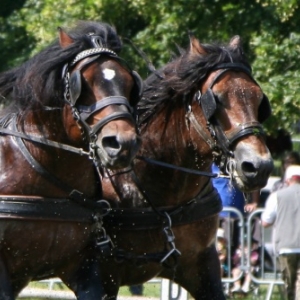 Fete du cheval de trait, Hargnies