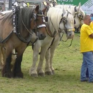 Foire de Libramont