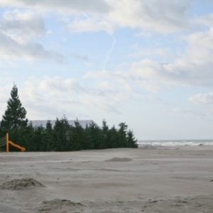 Foret de sapins namurois a Oostduinkerke, Coxyde