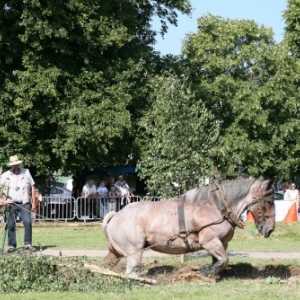 Fete du cheval de trait, Hargnies