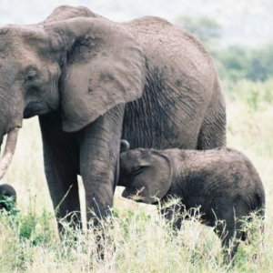 Kwetu Safaris Tanzanie