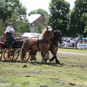 Fete du cheval, Hargnies