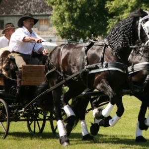 Fete du cheval de trait, Hargnies