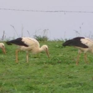 Cigognes blanches