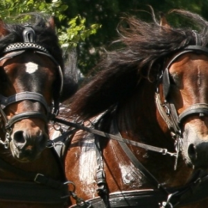 Fete du cheval de trait, Hargnies
