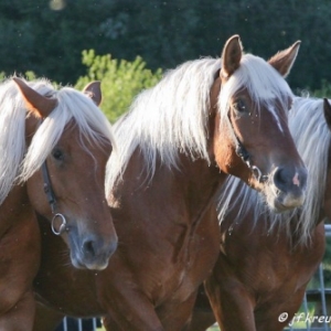 Ecuries Amourie : cheval comtois
