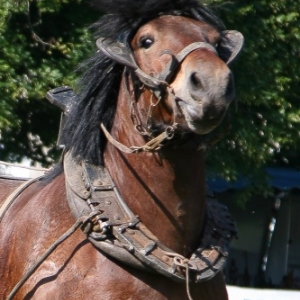Fete du cheval de trait, Hargnies