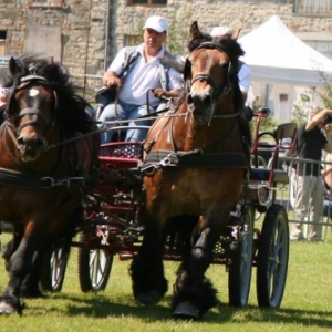 Fete du cheval de trait, Hargnies