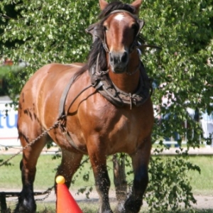 Fete du cheval de trait, Hargnies