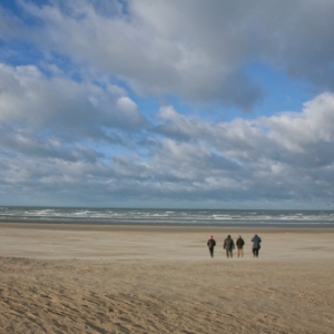 Foret de sapins namurois a Oostduinkerke, Coxyde