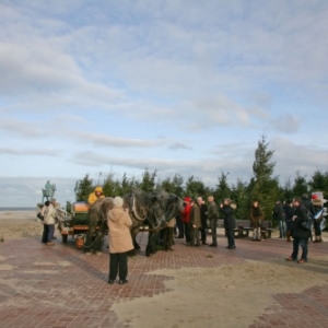 Foret de sapins namurois a Oostduinkerke, Coxyde