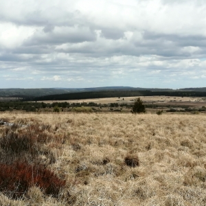 Hautes Fagnes drapeau rouge