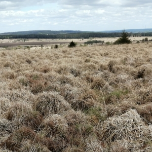 Hautes Fagnes drapeau rouge