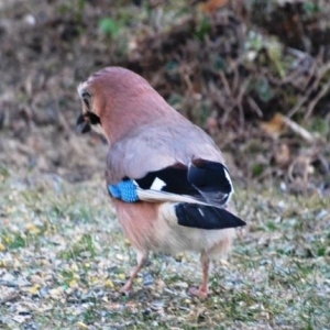 Le geai, photo 11