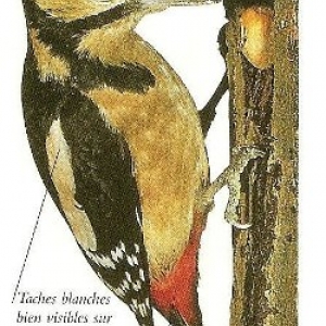 PIC EPECHE