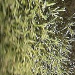 Estragon