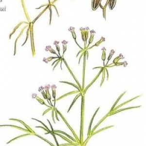 Cumin