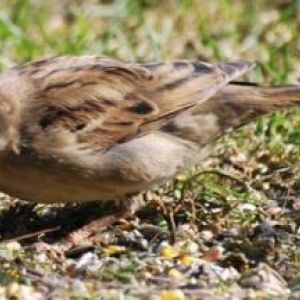 moineau 18