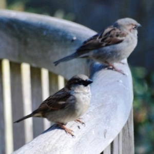 moineau 16