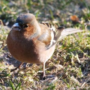 Le pinson photo 55