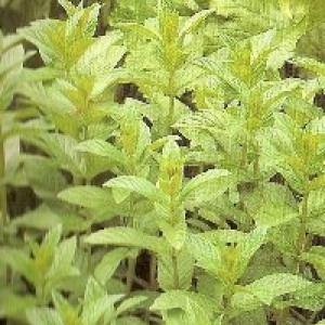 Menthe
