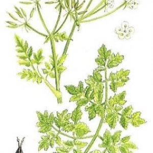 Cerfeuil